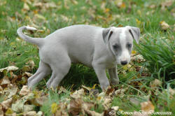 Photo Chiot whippet issu de l'élevage de la Romance des Damoiseaux