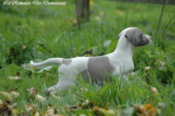 Photo Chiot whippet issu de l'élevage de la Romance des Damoiseaux