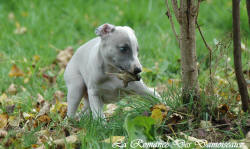 Photo Chiot whippet issu de l'élevage de la Romance des Damoiseaux