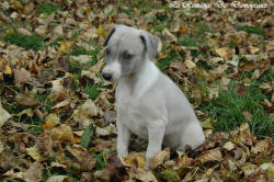 Photo Chiot whippet issu de l'élevage de la Romance des Damoiseaux