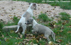 Photo Chiot whippet issu de l'élevage de la Romance des Damoiseaux