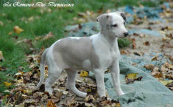 Photo Chiot whippet issu de l'élevage de la Romance des Damoiseaux