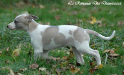 Photo Chiot whippet issu de l'élevage de la Romance des Damoiseaux