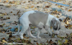 Photo Chiot whippet issu de l'élevage de la Romance des Damoiseaux