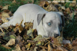 Photo Chiot whippet issu de l'élevage de la Romance des Damoiseaux