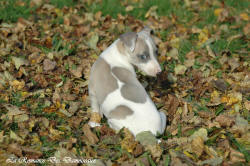 Photo Chiot whippet issu de l'élevage de la Romance des Damoiseaux
