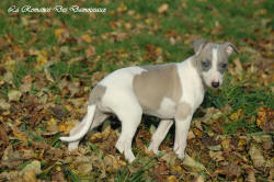 Photo Chiot whippet issu de l'élevage de la Romance des Damoiseaux