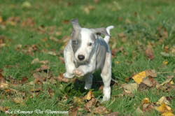 Photo Chiot whippet issu de l'élevage de la Romance des Damoiseaux