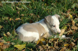 Photo Chiot whippet issu de l'élevage de la Romance des Damoiseaux
