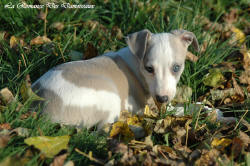 Photo Chiot whippet issu de l'élevage de la Romance des Damoiseaux
