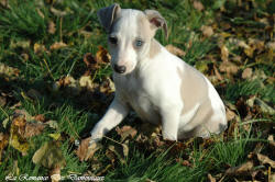 Photo Chiot whippet issu de l'élevage de la Romance des Damoiseaux