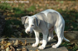 Photo Chiot whippet issu de l'élevage de la Romance des Damoiseaux