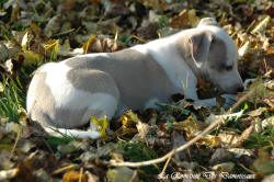 Photo Chiot whippet issu de l'élevage de la Romance des Damoiseaux