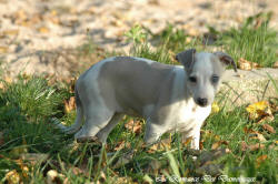 Photo Chiot whippet issu de l'élevage de la Romance des Damoiseaux