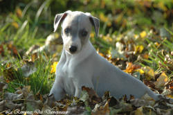 Photo Chiot whippet issu de l'élevage de la Romance des Damoiseaux