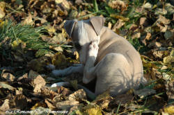 Photo Chiot whippet issu de l'élevage de la Romance des Damoiseaux