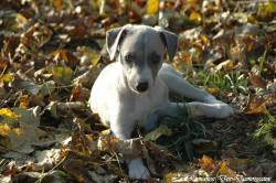 Photo Chiot whippet issu de l'élevage de la Romance des Damoiseaux