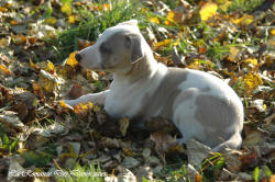 Photo Chiot whippet issu de l'élevage de la Romance des Damoiseaux