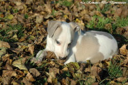 Photo Chiot whippet issu de l'élevage de la Romance des Damoiseaux