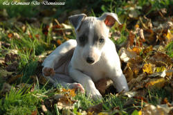Photo Chiot whippet issu de l'élevage de la Romance des Damoiseaux