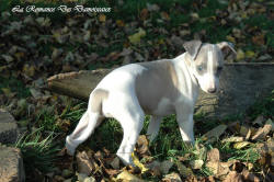 Photo Chiot whippet issu de l'élevage de la Romance des Damoiseaux