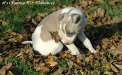 Photo Chiot whippet issu de l'élevage de la Romance des Damoiseaux