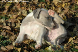 Photo Chiot whippet issu de l'élevage de la Romance des Damoiseaux