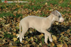 Photo Chiot whippet issu de l'élevage de la Romance des Damoiseaux