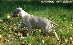 Photo Chiot whippet issu de l'élevage de la Romance des Damoiseaux