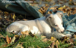 Photo Chiot whippet issu de l'élevage de la Romance des Damoiseaux