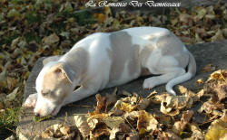 Photo Chiot whippet issu de l'élevage de la Romance des Damoiseaux