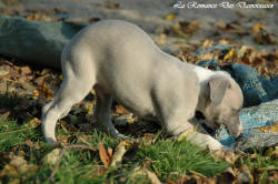 Photo Chiot whippet issu de l'élevage de la Romance des Damoiseaux