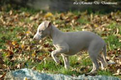 Photo Chiot whippet issu de l'élevage de la Romance des Damoiseaux