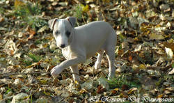 Photo Chiot whippet issu de l'élevage de la Romance des Damoiseaux