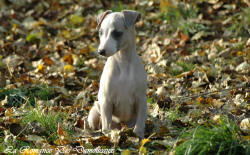 Photo Chiot whippet issu de l'élevage de la Romance des Damoiseaux