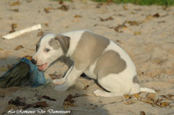 Photo Chiot whippet issu de l'élevage de la Romance des Damoiseaux