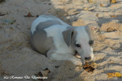 Photo Chiot whippet issu de l'élevage de la Romance des Damoiseaux