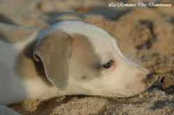 Photo Chiot whippet issu de l'élevage de la Romance des Damoiseaux