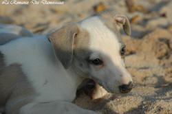 Photo Chiot whippet issu de l'élevage de la Romance des Damoiseaux