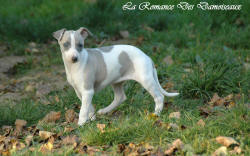 Photo Chiot whippet issu de l'élevage de la Romance des Damoiseaux