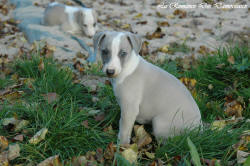 Photo Chiot whippet issu de l'élevage de la Romance des Damoiseaux