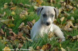Photo Chiot whippet issu de l'élevage de la Romance des Damoiseaux