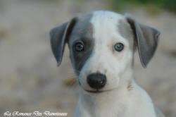 Photo Chiot whippet issu de l'élevage de la Romance des Damoiseaux