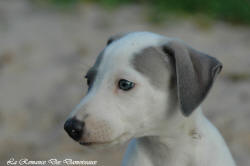 Photo Chiot whippet issu de l'élevage de la Romance des Damoiseaux