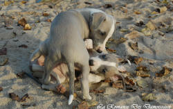 Photo Chiot whippet issu de l'élevage de la Romance des Damoiseaux