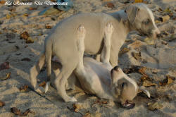 Photo Chiot whippet issu de l'élevage de la Romance des Damoiseaux