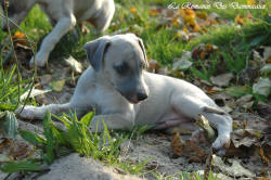 Photo Chiot whippet issu de l'élevage de la Romance des Damoiseaux