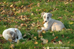 Photo Chiot whippet issu de l'élevage de la Romance des Damoiseaux
