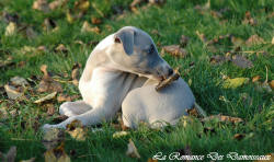 Photo Chiot whippet issu de l'élevage de la Romance des Damoiseaux