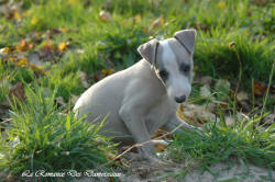 Photo Chiot whippet issu de l'élevage de la Romance des Damoiseaux